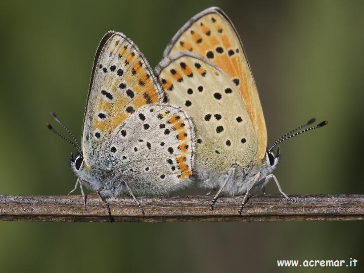 Lycaena tityrus